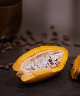 Frische Kakaofrucht aufgeschnitten