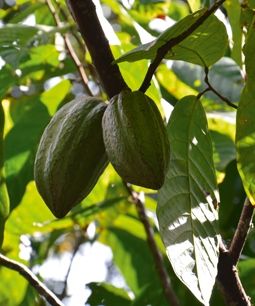 Aufgeschnittene Kakaofrucht umringt von Kakaobohnen